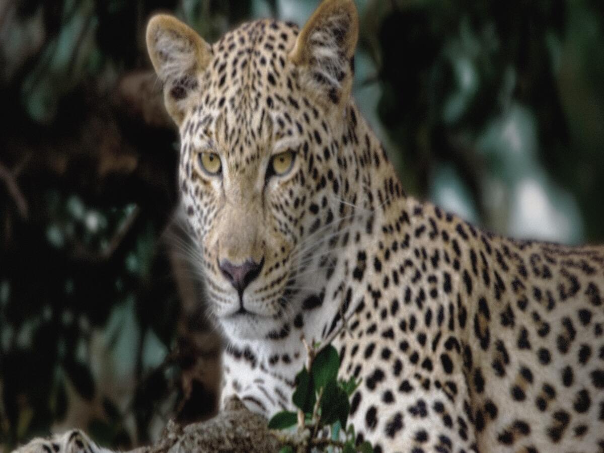 LG OLED evo 139cm (55) TV , α9 AI Processor 4K Gen8, Dolby Vision, Dolby Atmos, FILMMAKER MODE™,OLED55C56LA 2025